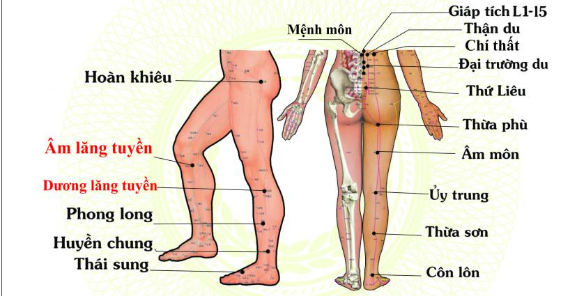 Vị trí các huyệt cơ thể