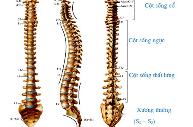 Hình ảnh cột sống