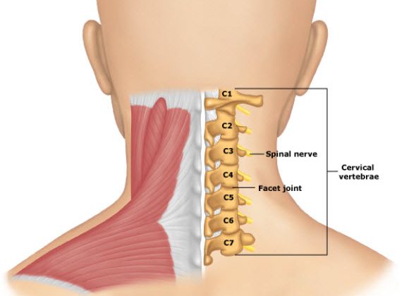 (Khu vực đốt sống cổ C5, C6)