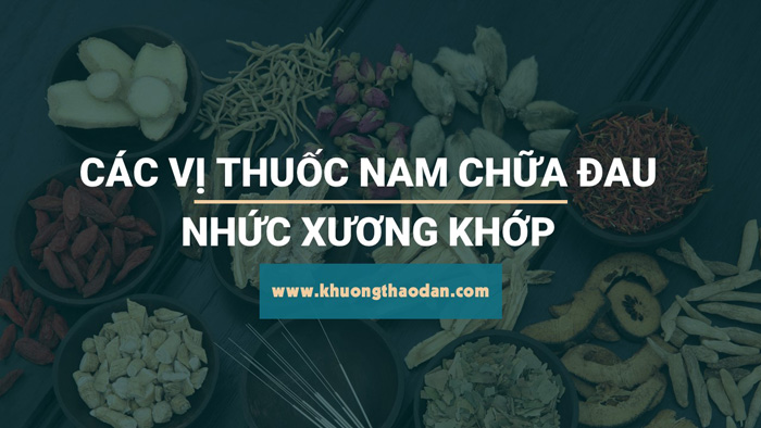 11 cây thuốc nam chữa bệnh đau nhức xương khớp hiệu quả nhất