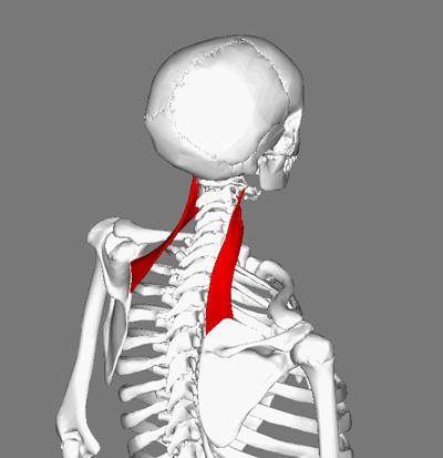 Vị trí cơ Scapula (Ảnh minh hoạ)