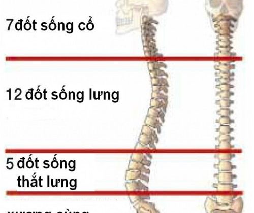 Hình ảnh cột sống con người