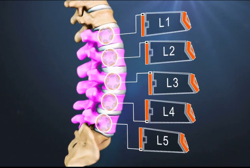 Vị trí đốt sống lưng được xác định từ L1 tới L5 (Ảnh minh họa)