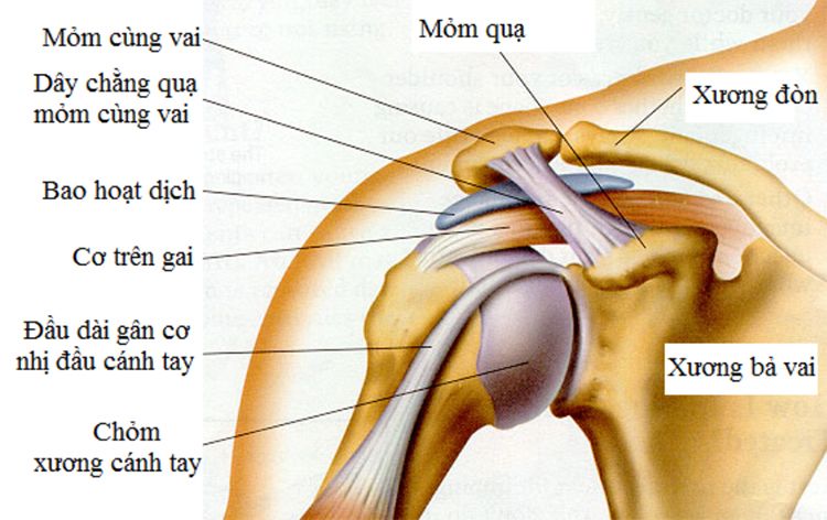 Bất kì tổ chức nào ở vai bị tổn thương, đều có thể gây ra hiện tượng đau vai trái hoặc phải (Ảnh minh họa)