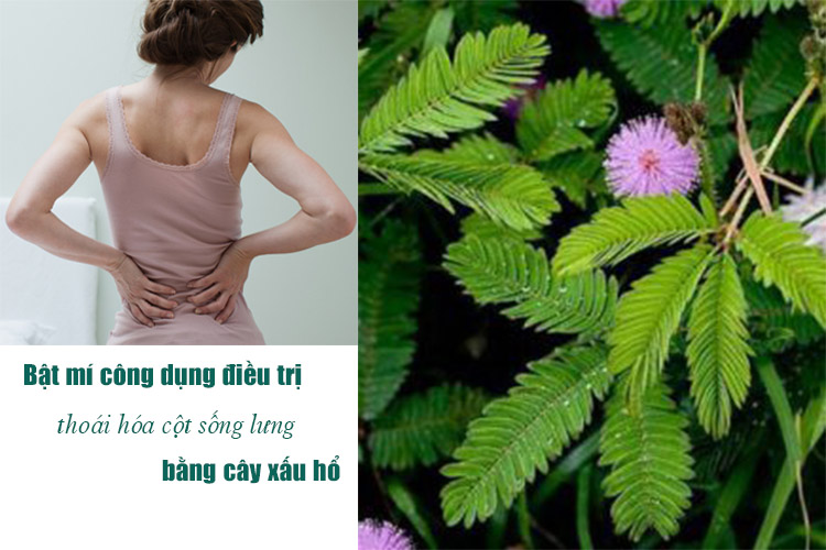 Bài thuốc trị thoái hóa cột sống lưng từ cây xấu hổ (Ảnh minh họa)