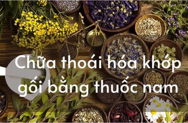 Chữa thoái hóa khớp gối bàng thuốc nam an toàn và lành tính