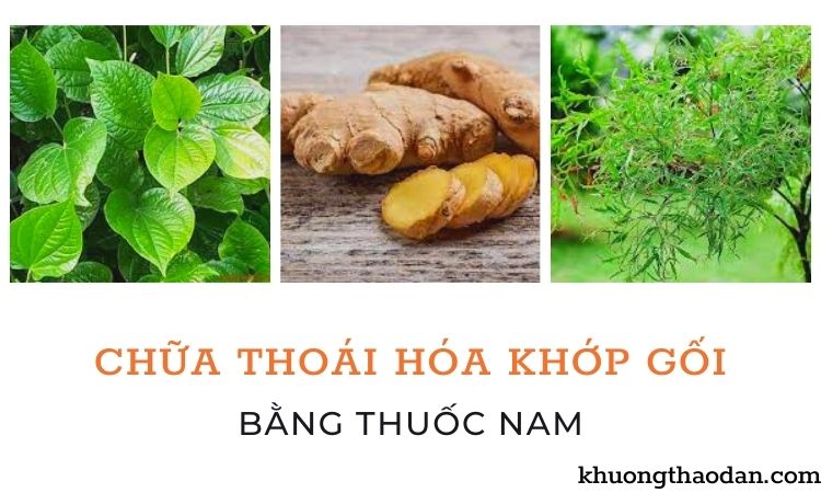 Chữa thoái hóa khớp gối bằng thuốc nam. Tìm hiểu ngay!