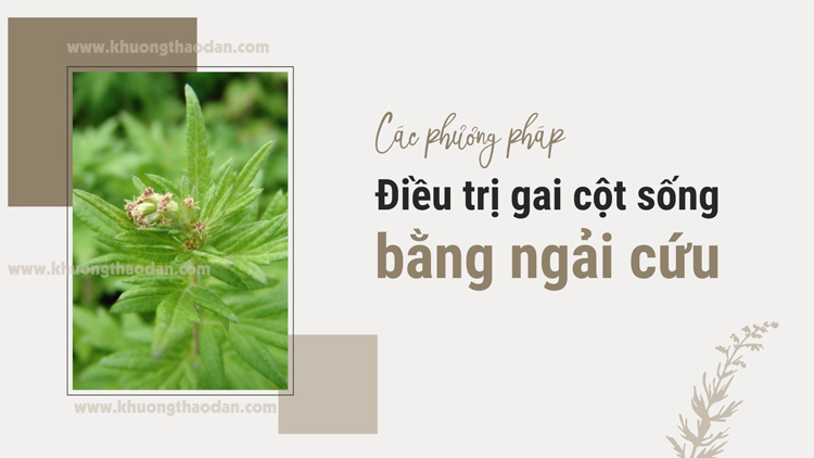 Phương pháp điều trị gai cột sống bằng ngải cứu