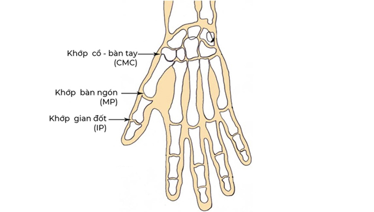 Hình ảnh minh họa cấu tạo khớp ngón cái