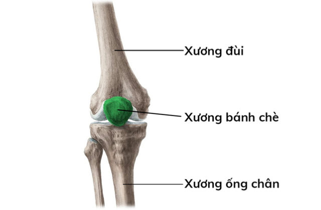 Vị trí xương bánh chè